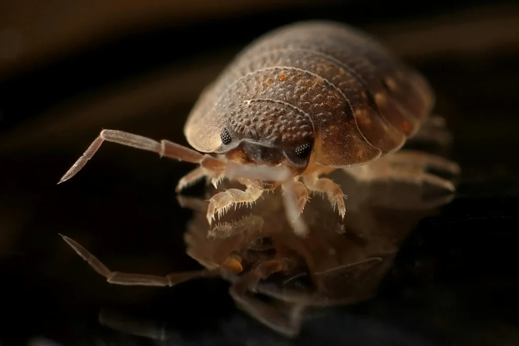 Bed-Bug-Treatment - East Meadow Pest Control Pros | East Meadow, NY